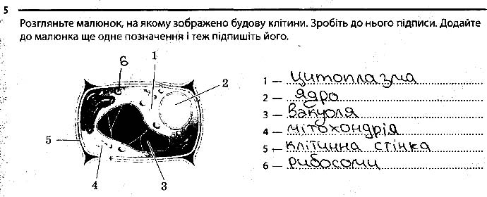 Завдання № 5 - 4. Будова клітини - Тема 1. Клітина - ГДЗ Біологія 6 клас К.М. Задорожний 2017 - Робочий зошит